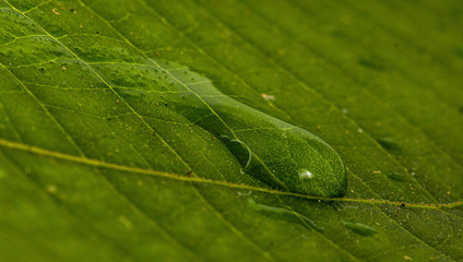 Close up of water drop on a green leaf with detailed texture - leaf texture - macro
