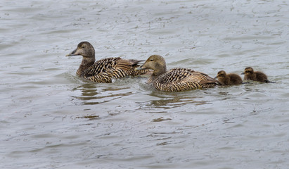 Common eider
