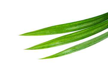 Fresh green pandan leaves with water droplets isolated on white background with clipping paths.