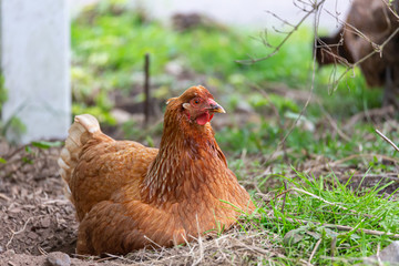 Medium shot of a Golden Comet hybrid chicken, hen, laying on her nest. Golden Comets are known for being prolific egg-layers.