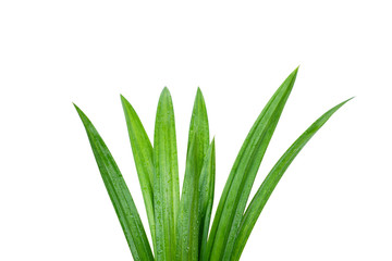 Fresh green pandan leaves with water droplets isolated on white background with clipping paths.