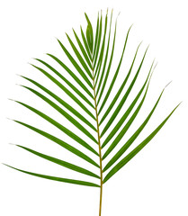 Green leaves pattern,leaf palm tree isolated on white background