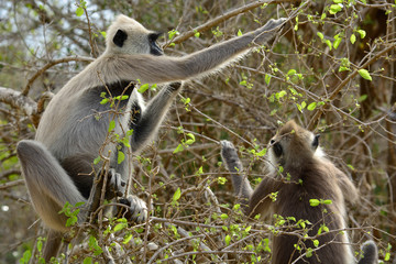 Monkeys in natural habitat