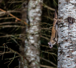 Northern flying squirrel taken at night in a forest in north Quebec, Canada.