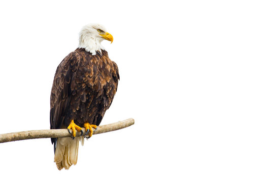 Wild Bald Eagle (Haliaeetus leucocephalus) perched on a dead tree brach, isolated on a white background.
