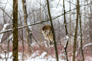 Barred owl in the middle of winter alert looking for rodents, Quebec, Canada.