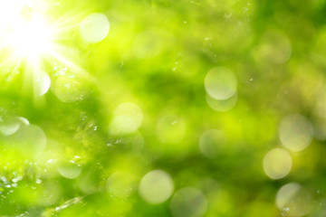 Obraz premium natural green bokeh abstract background,blurred textured