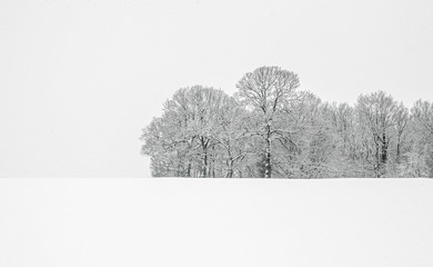 A Woodland scene in Winter