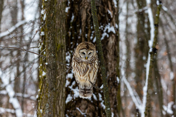 Barred owl in the middle of winter alert looking for rodents, Quebec, Canada.