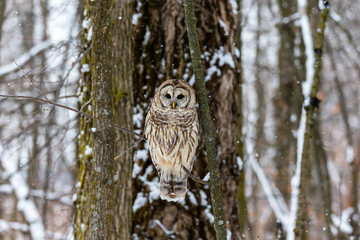 Barred owl in the middle of winter alert looking for rodents, Quebec, Canada.
