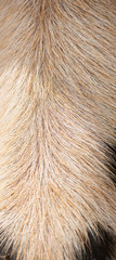 Fototapeta premium Closeup of piglets hair