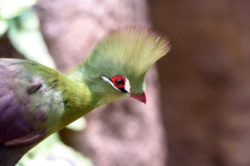 ギニアエボシドリ