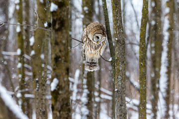 Barred owl in the middle of winter alert looking for rodents, Quebec, Canada.