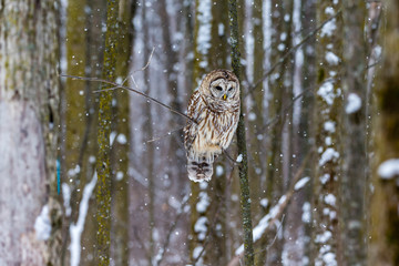 Barred owl in the middle of winter alert looking for rodents, Quebec, Canada.