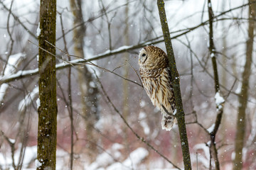 Barred owl in the middle of winter alert looking for rodents, Quebec, Canada.