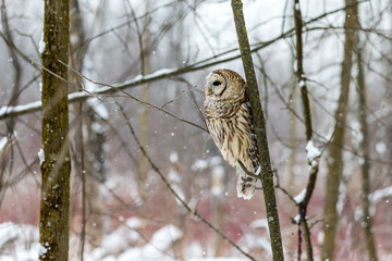 Barred owl in the middle of winter alert looking for rodents, Quebec, Canada.