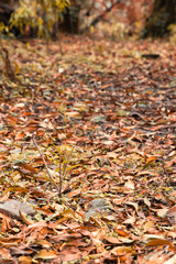 Beautiful autumn landscape with yellow trees. Colorful foliage in the park. Falling leaves natural background