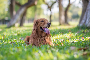 Golden retriever squatting on the grass