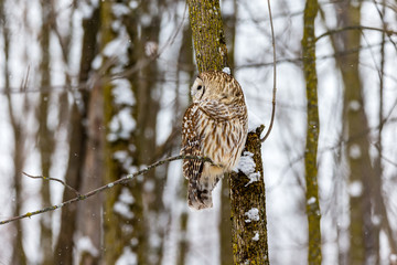 Barred owl in the middle of winter alert looking for rodents, Quebec, Canada.