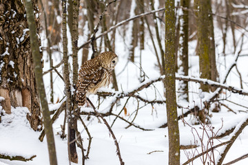 Fototapeta na wymiar Barred owl in the middle of winter alert looking for rodents, Quebec, Canada.
