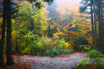 herbstwald wanderwege