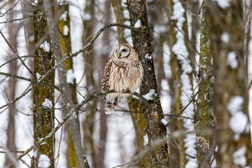 Barred owl in the middle of winter alert looking for rodents, Quebec, Canada.