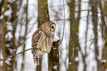 Barred owl in the middle of winter alert looking for rodents, Quebec, Canada.