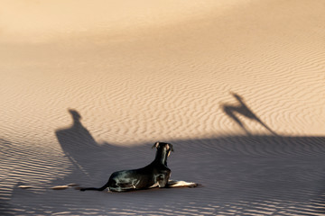 A young black Sloughi dog (Arabian greyhound) rests in the sand dunes in the Sahara desert of Morocco.