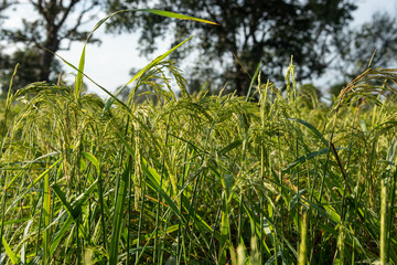 Rice Field In Si Sa Ket Province, Thailand