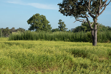 Rice Field In Si Sa Ket Province, Thailand