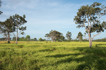 Rice Field In Si Sa Ket Province, Thailand