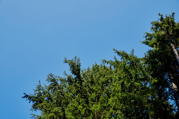 Tops of sprice tree and blue sky background. Natural photo