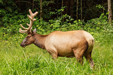 Naklejka na ściany i meble Roosevelt Elk 04