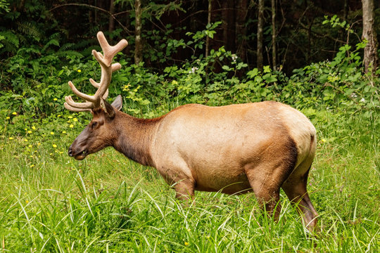 Roosevelt Elk 04