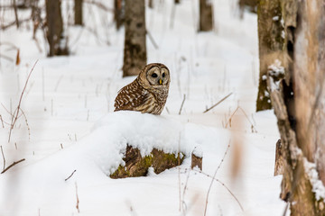 Barred owl on snow covered ground after diving for prey in mid winter .