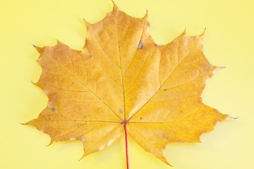 Yellow maple autumn leaf located on a yellow background