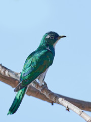 Klaas's cuckoo (Chrysococcyx klaas)