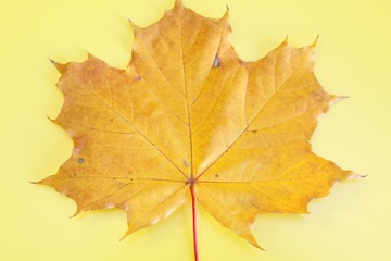 Yellow maple autumn leaf located on a yellow background