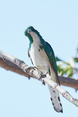 Klaas's cuckoo (Chrysococcyx klaas)