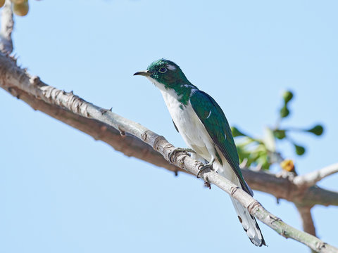 Klaas's cuckoo (Chrysococcyx klaas)