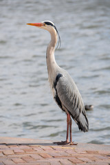 héron cendré de compagnie