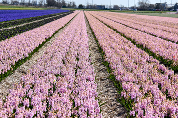 Champs de jacinthes roses aux Pays -Bas