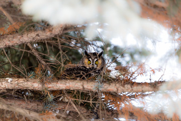 Long eared owl in the depths of winter, north Quebec, Canada.
