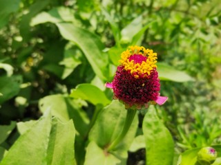 red flower in the garden