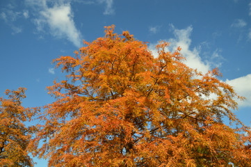 秋の青空を背景に、オレンジ色に色づいたラクウショウの木がある風景