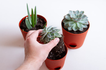 Succulent planting in a pot. Process of gardener hand plants a plant in a pot 