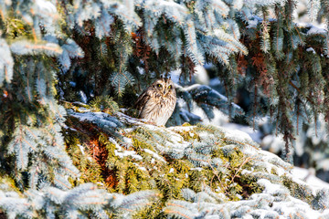 Short Eared Owl in the depths of winter in north Quebec, Canada. - 301316135