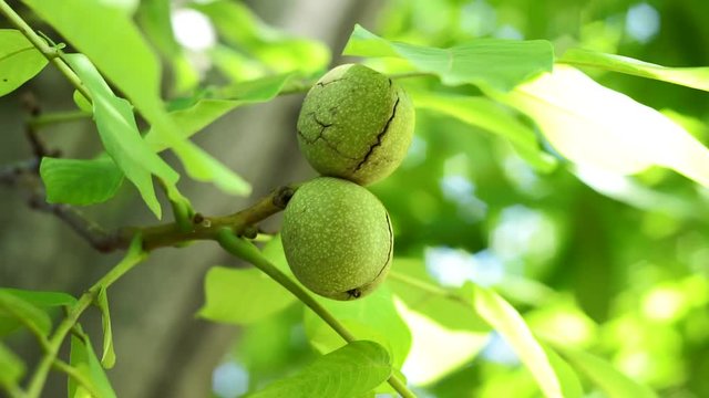 ripe walnuts on a tree branch closeup. Organic nuts in the garden, healthy food