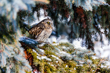 Short Eared Owl in the depths of winter in north Quebec, Canada.