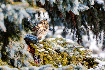 Short Eared Owl in the depths of winter in north Quebec, Canada.